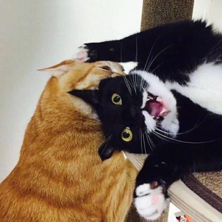 Milocat大人