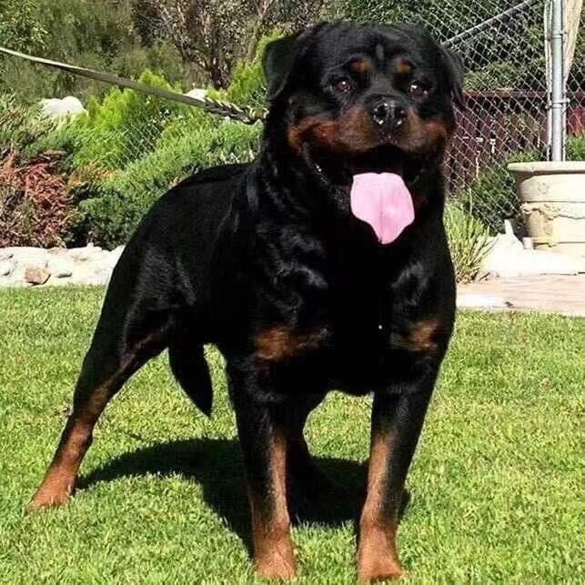 养护卫犬的90后小伙