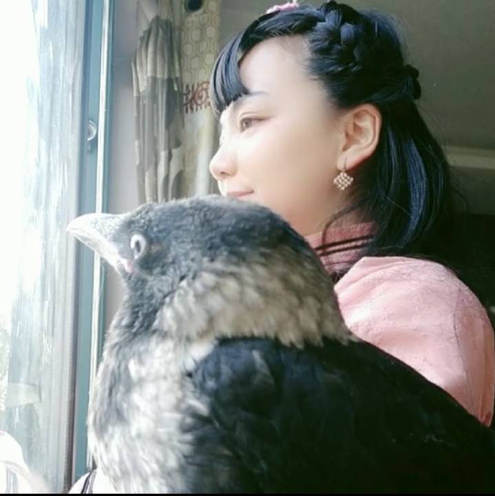 千年鸟妖