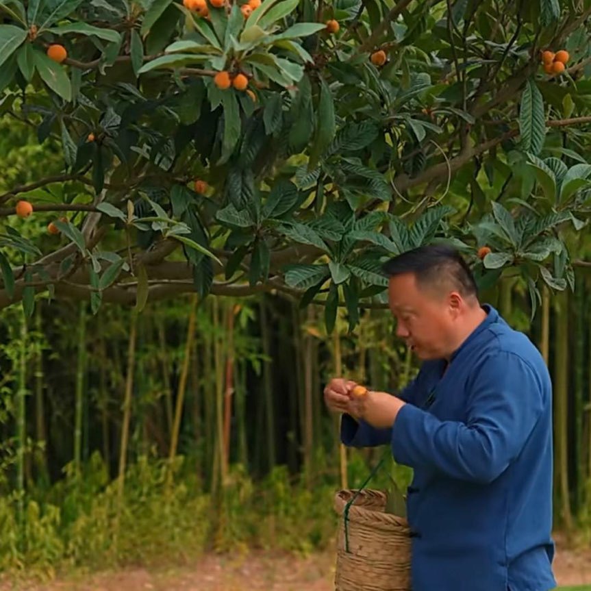 枇杷村长
