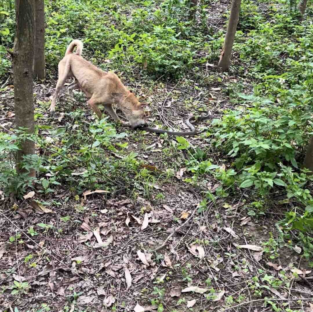 最好的猎犬
