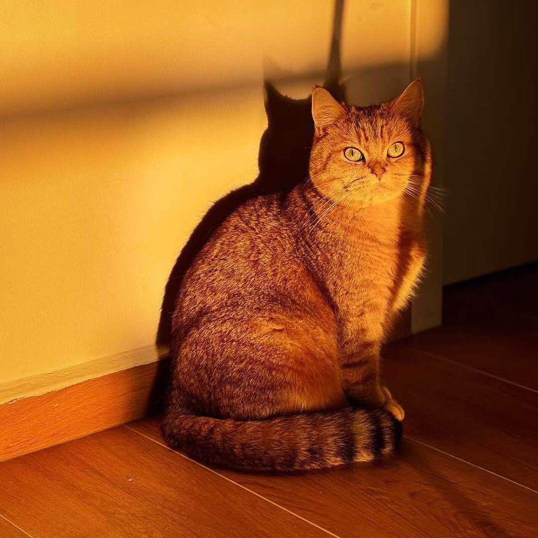 AI动物萌宠趣事