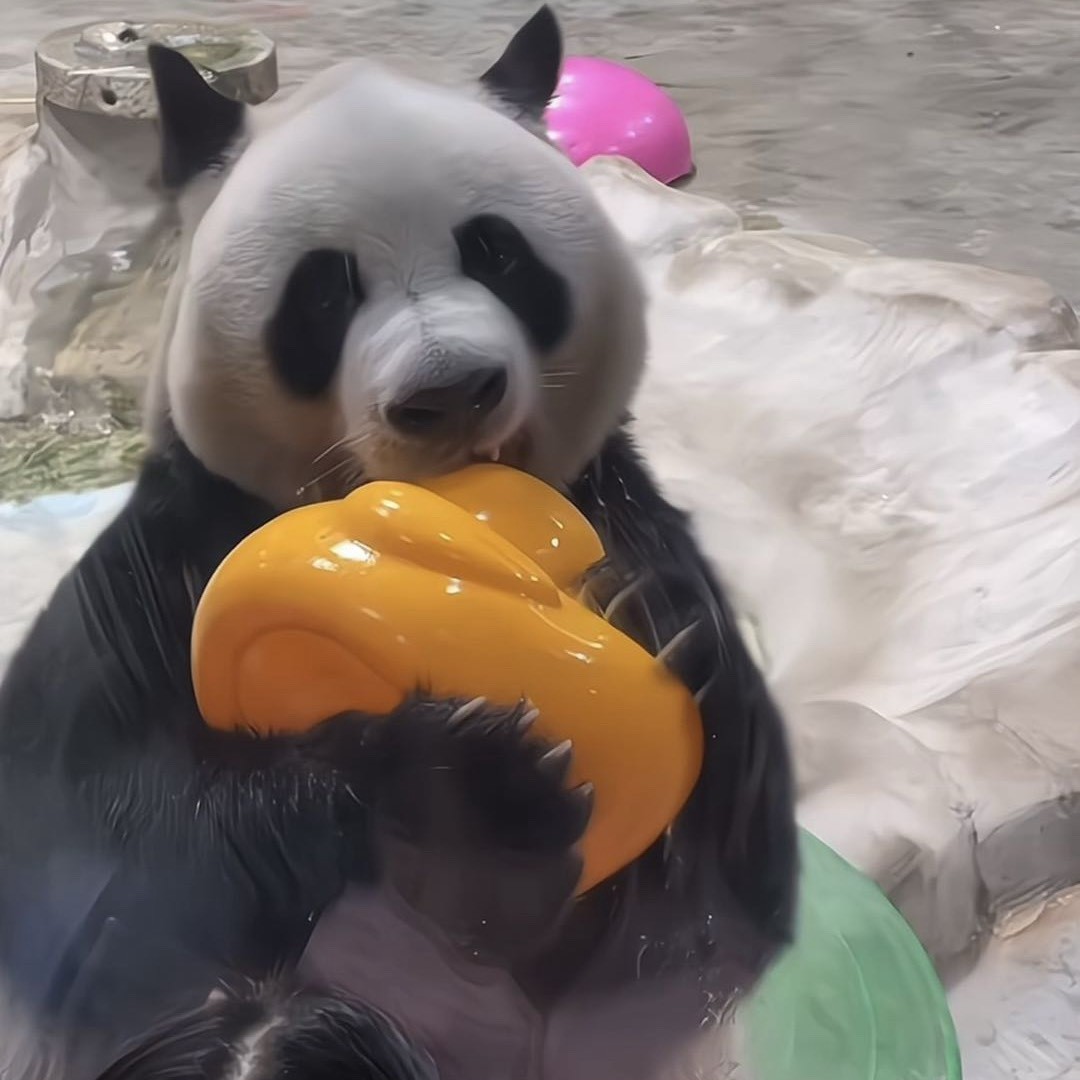 灵岩要抱抱