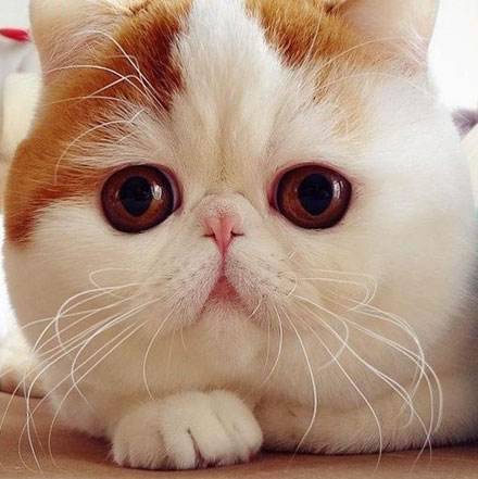 猫小姐聊宠物