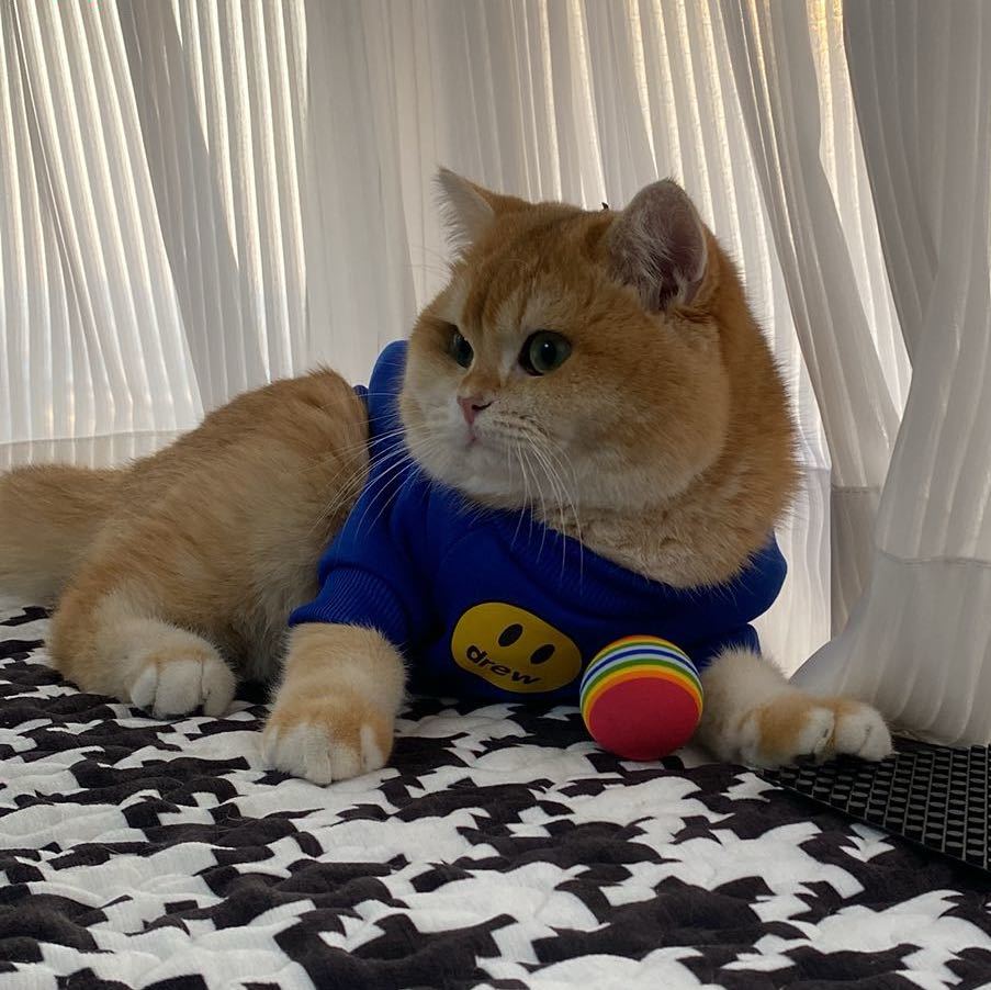 这猫太狗