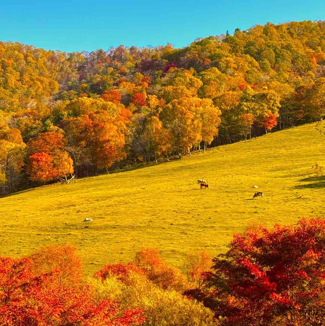阿雪带你玩东北