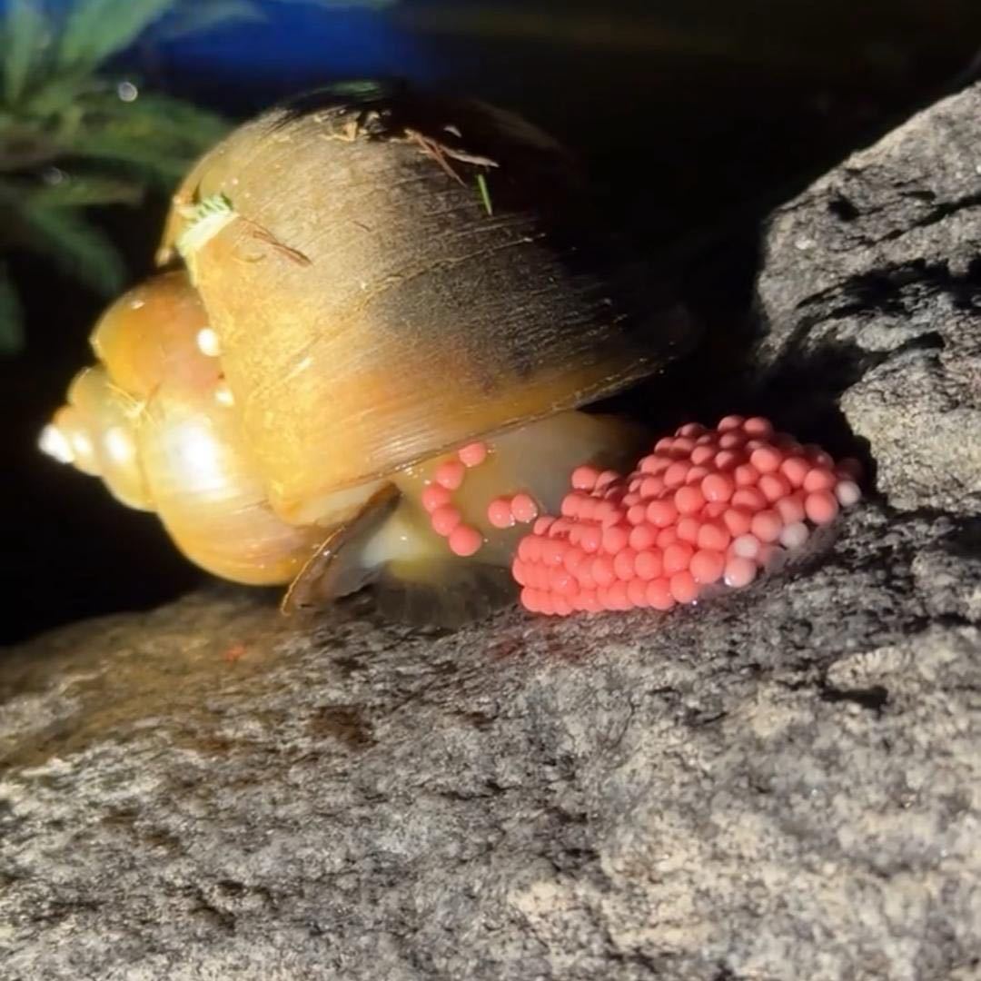 福寿螺消灭计划