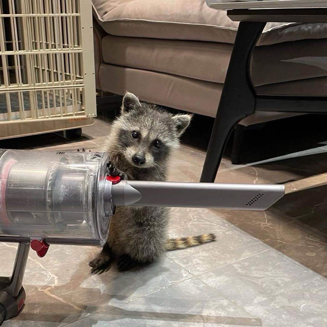 安静的宠物