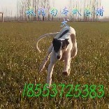 格力犬1344