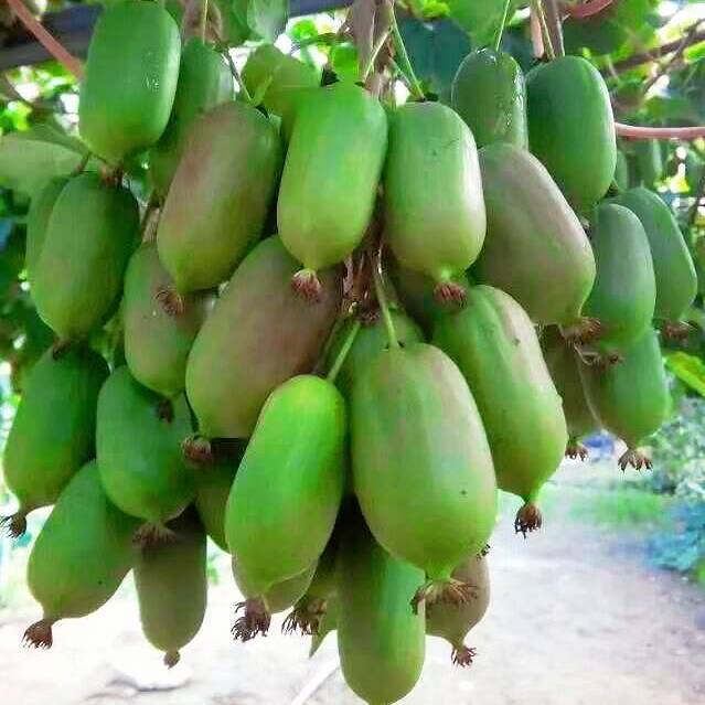 辽宁熊岳小东苗木