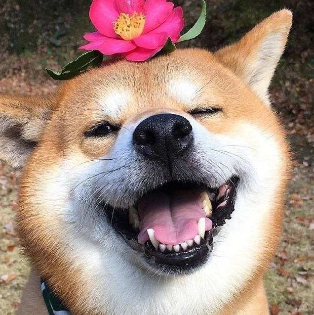 今日逗你笑一笑