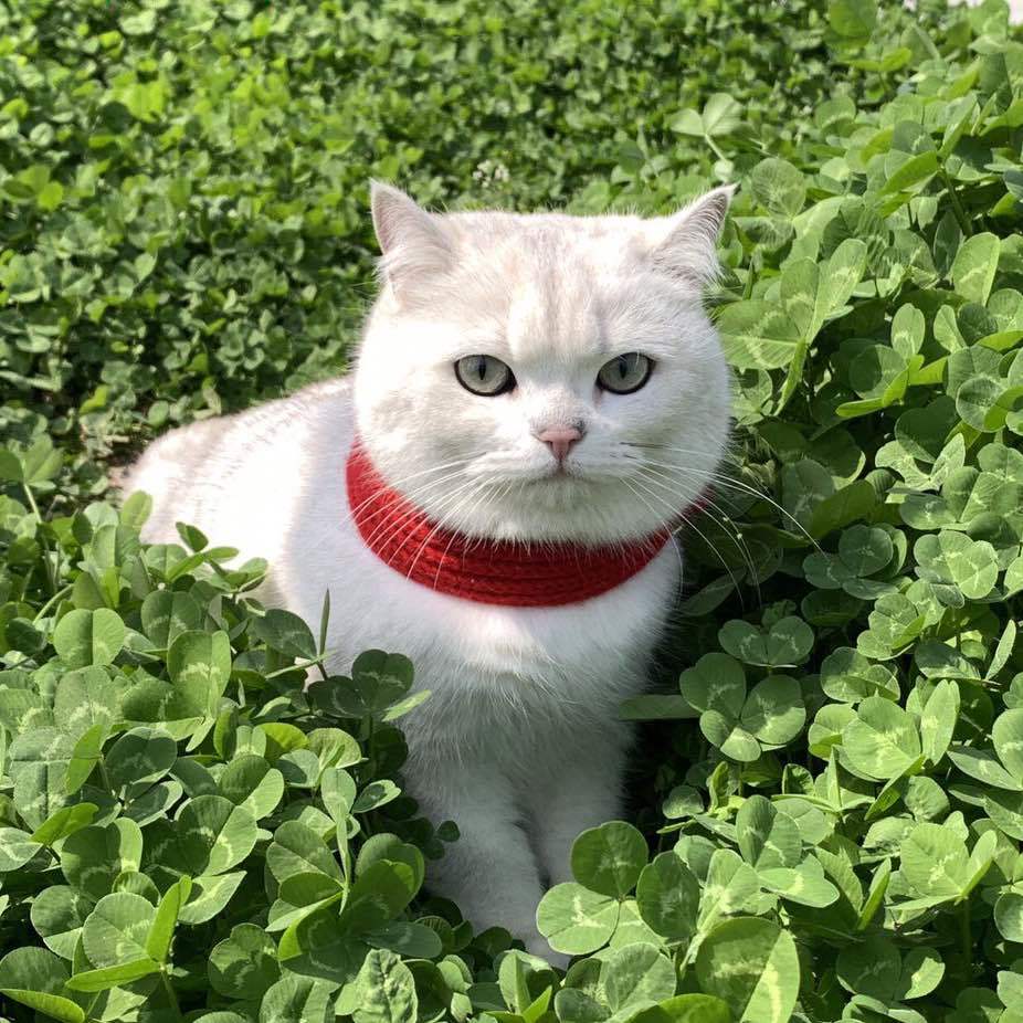 会飞的猫咪哈比