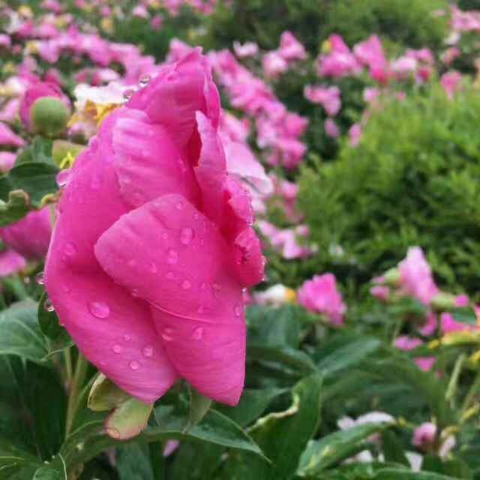 牵手爱打鼓秧歌