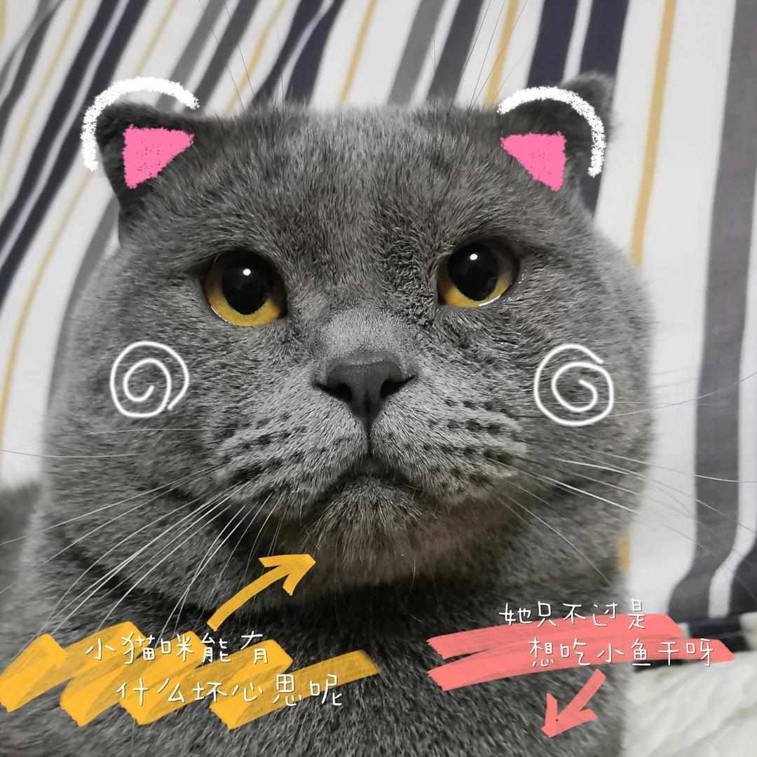 懒懒饭团是只猫