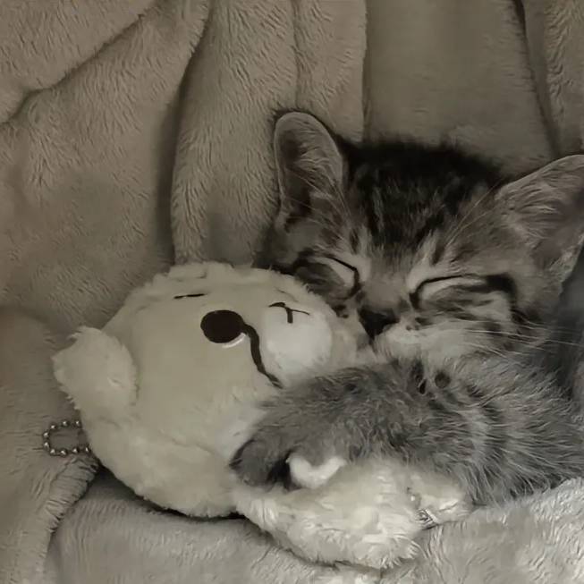 玩偶猫咪