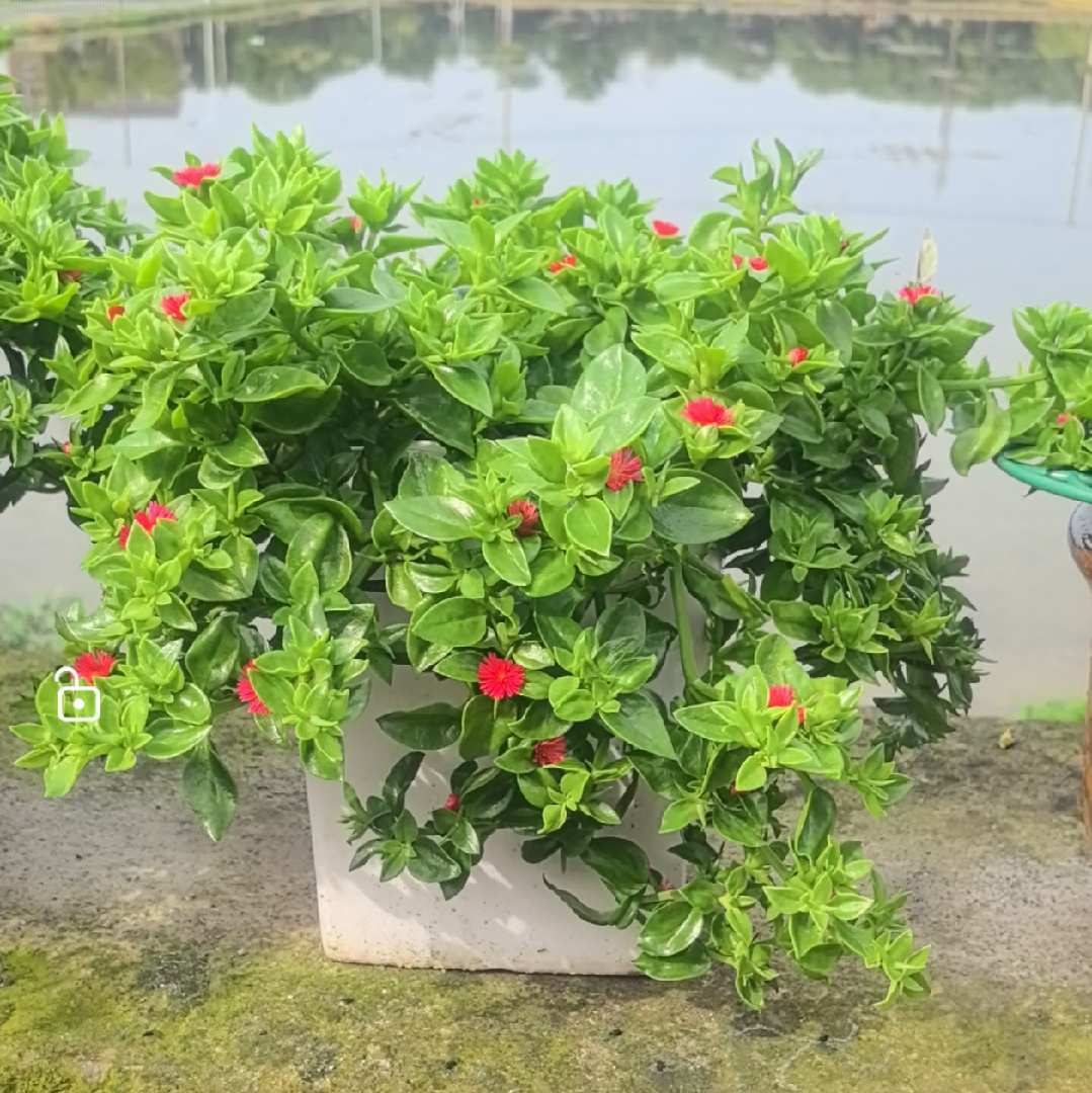C.c爱养花