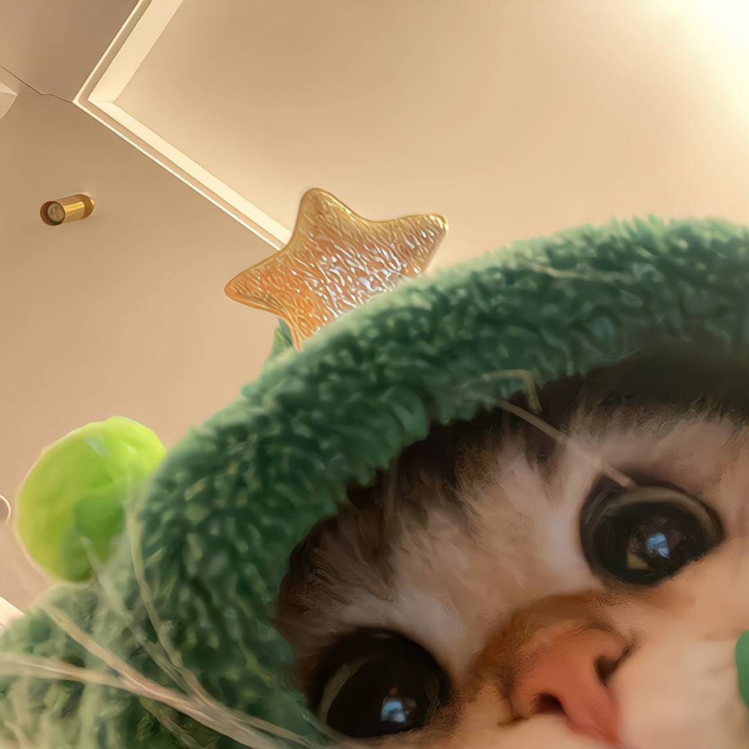我的猫咪肉包333