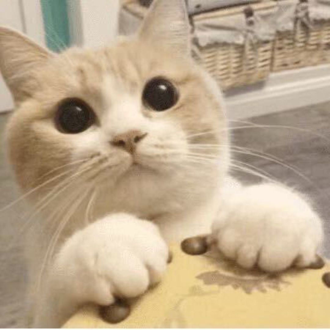 我的猫咪二二