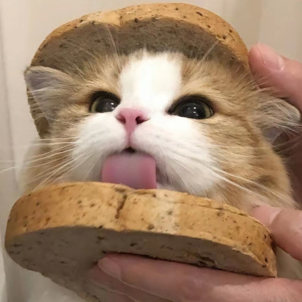 爬爬是只小小喵