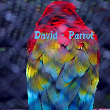 大卫鹦鹉