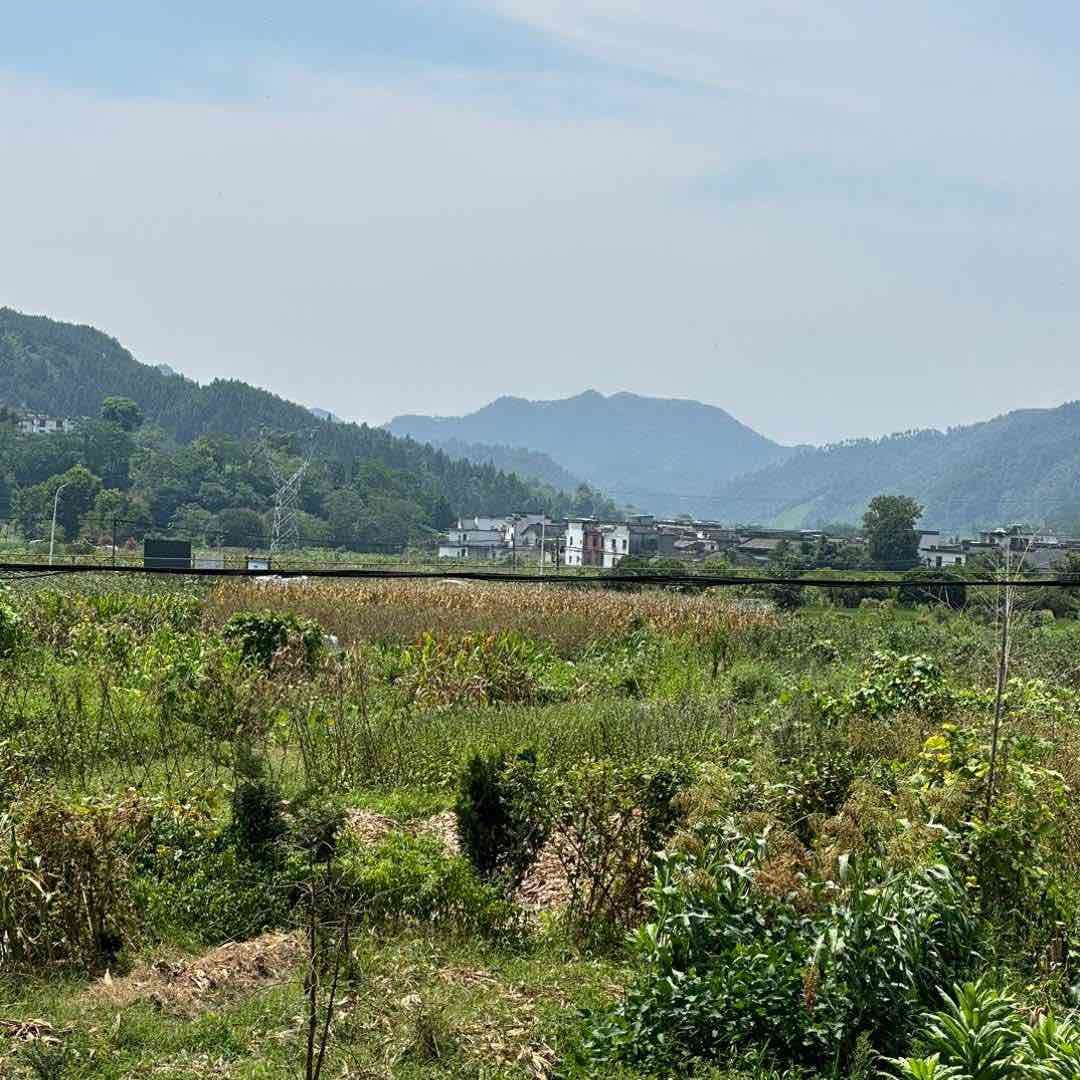 田二嫂