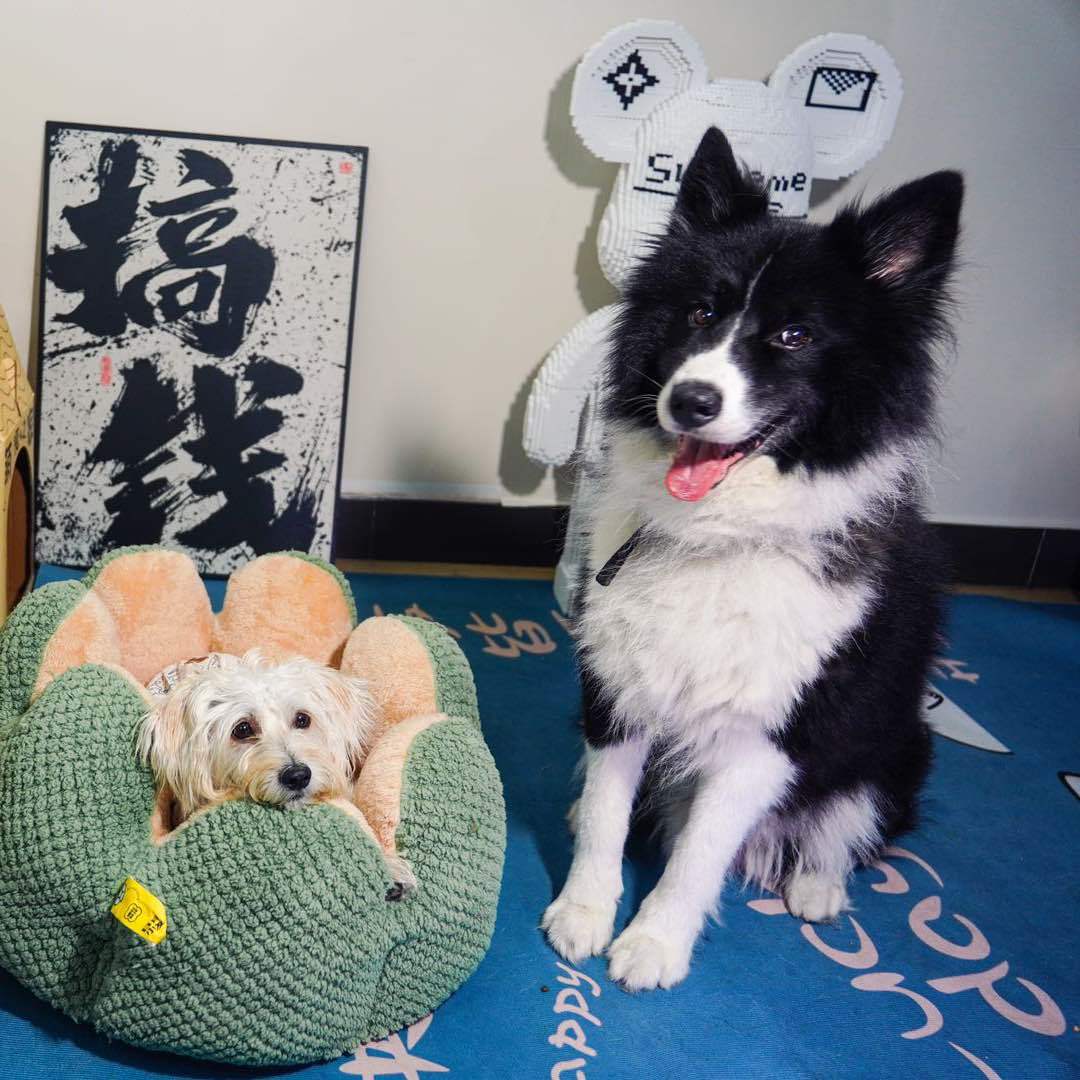 铲屎官小静