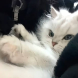 蒙牛猫2