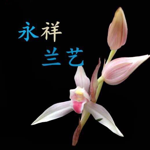梓梓-永祥兰艺