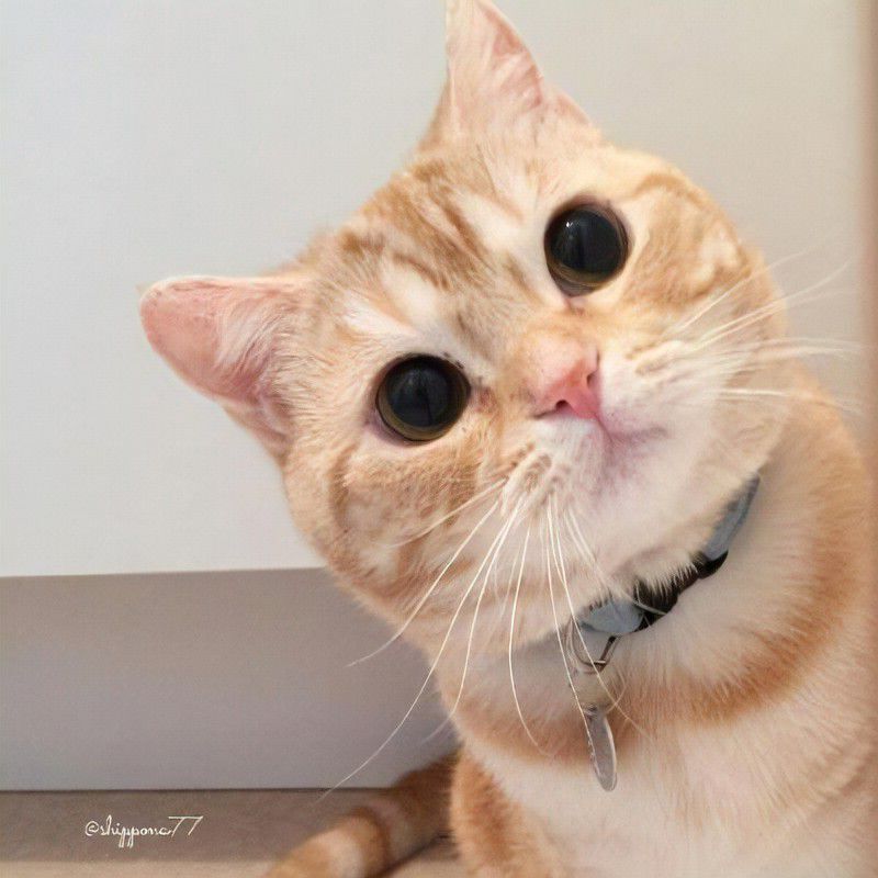 二狗是只猫呀