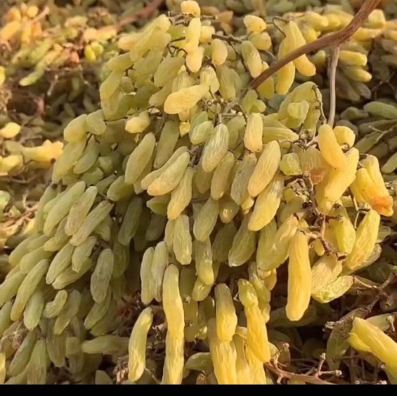 新疆好特产欢欢