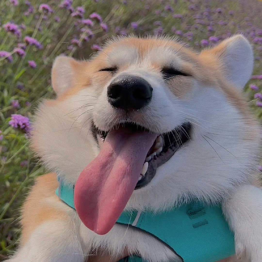 一只大长腿小柯基