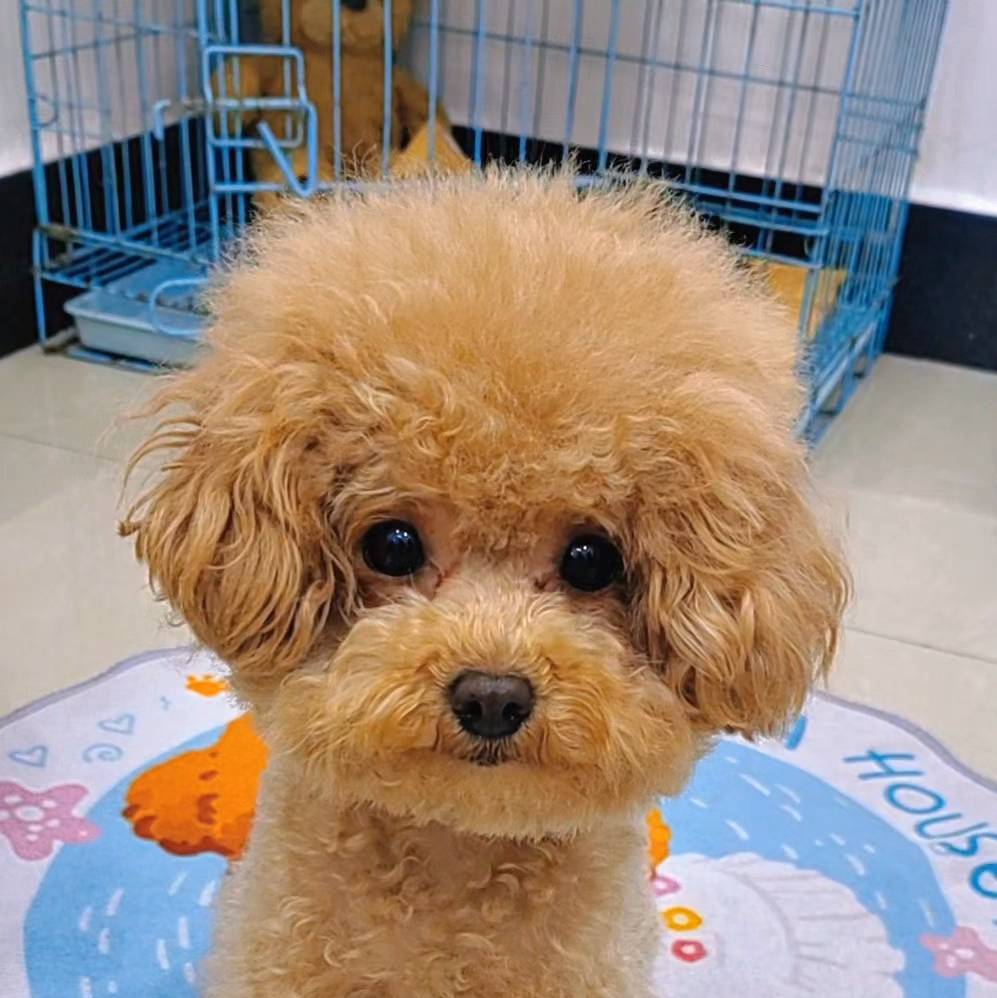 妞妞喜乐母女俩