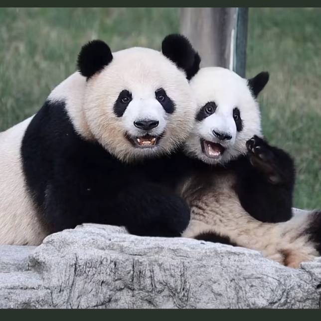 蟲洞熊貓館