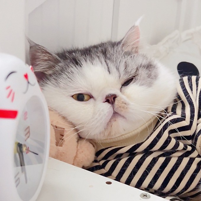 大懒猫墨宝宝