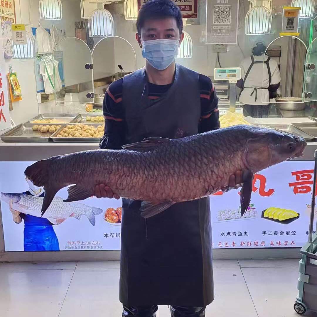 福建鱼丸哥