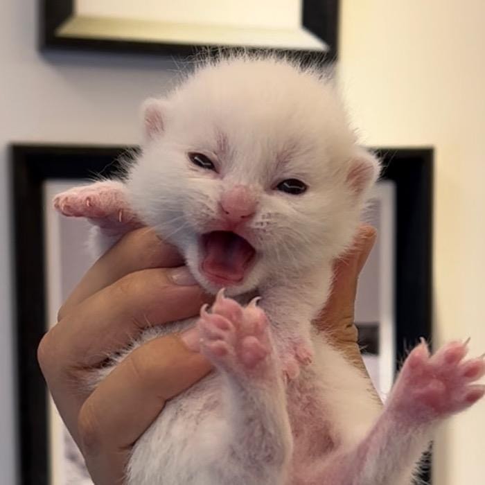 小奶猫的成长日记