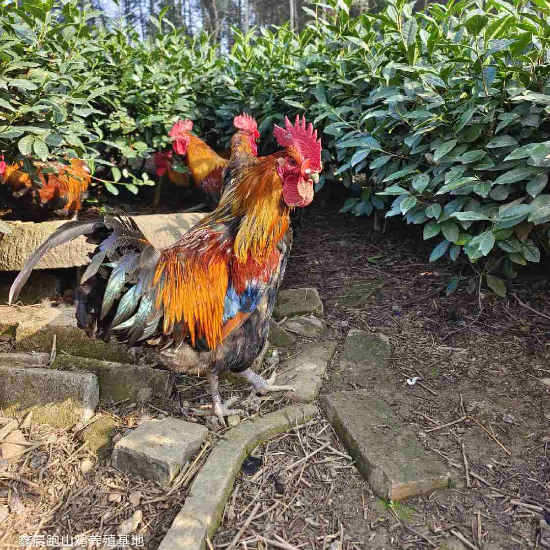 老陈丶在养鸡
