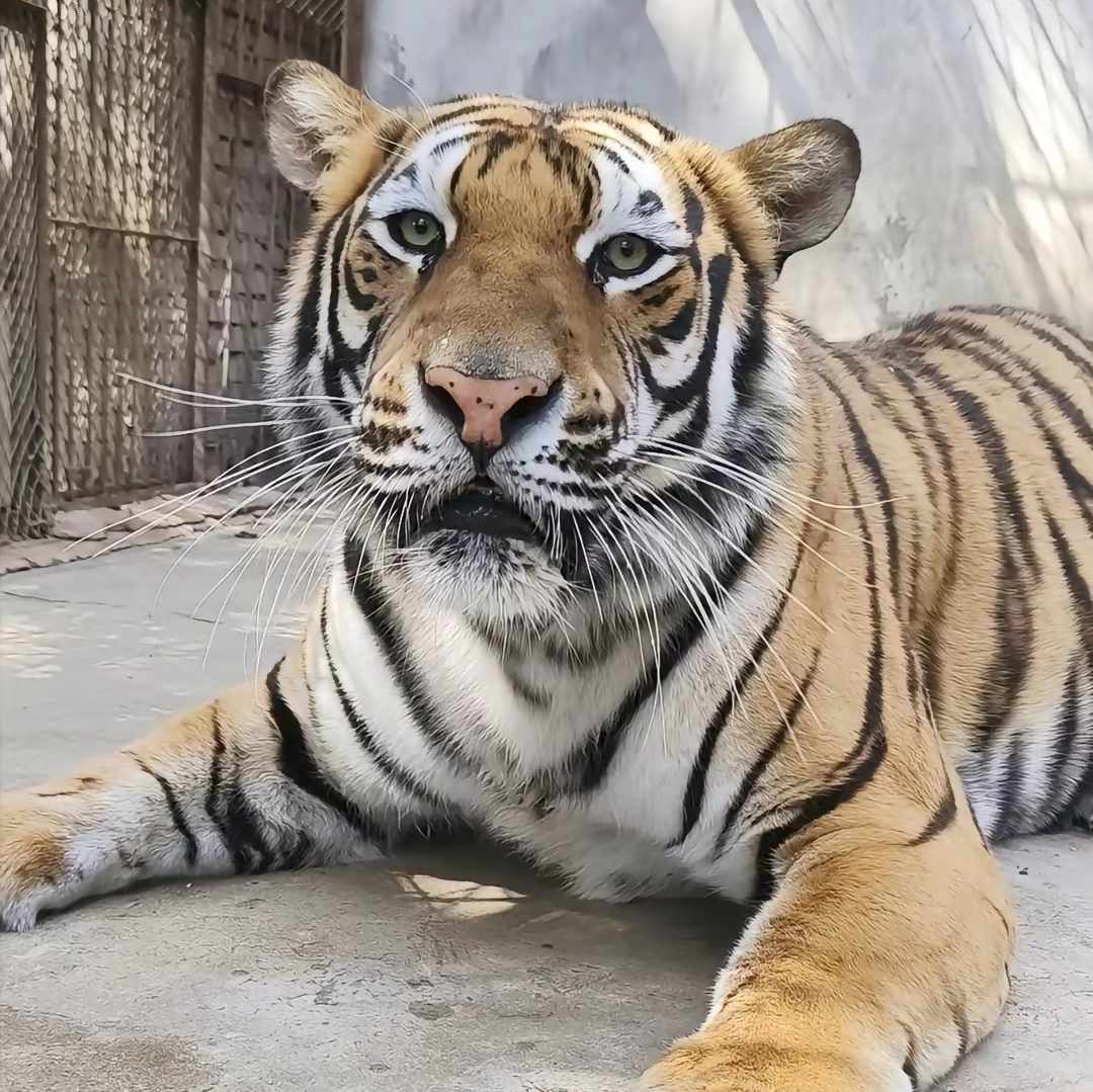 濮阳娜娜虎奶妈