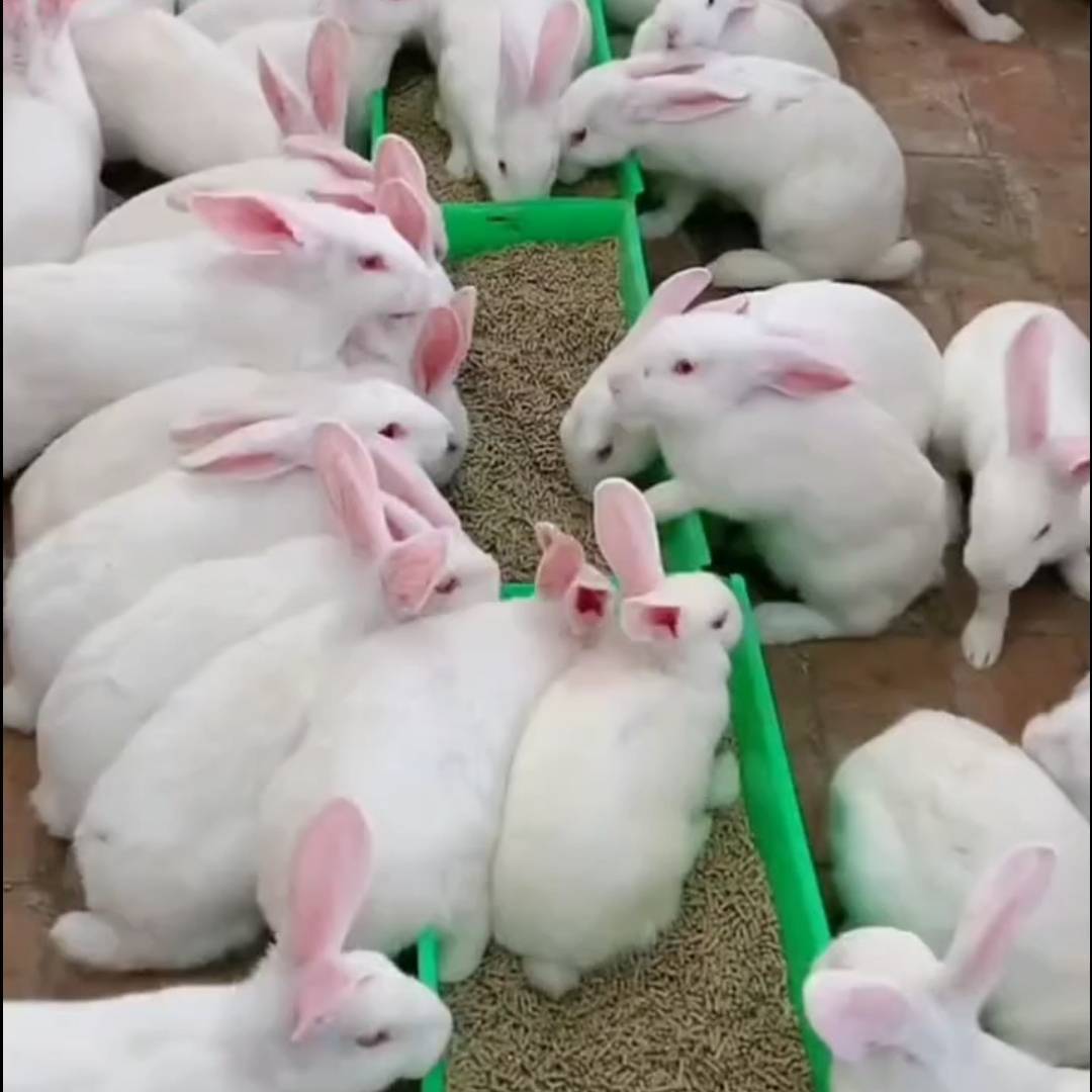 万只可爱肉兔种兔