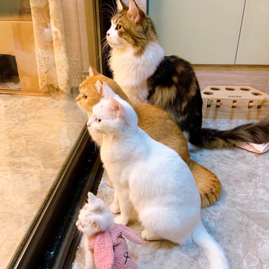 和我一起养猫吧-阿靓