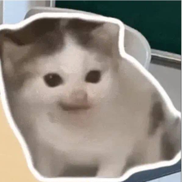 风土猫meme