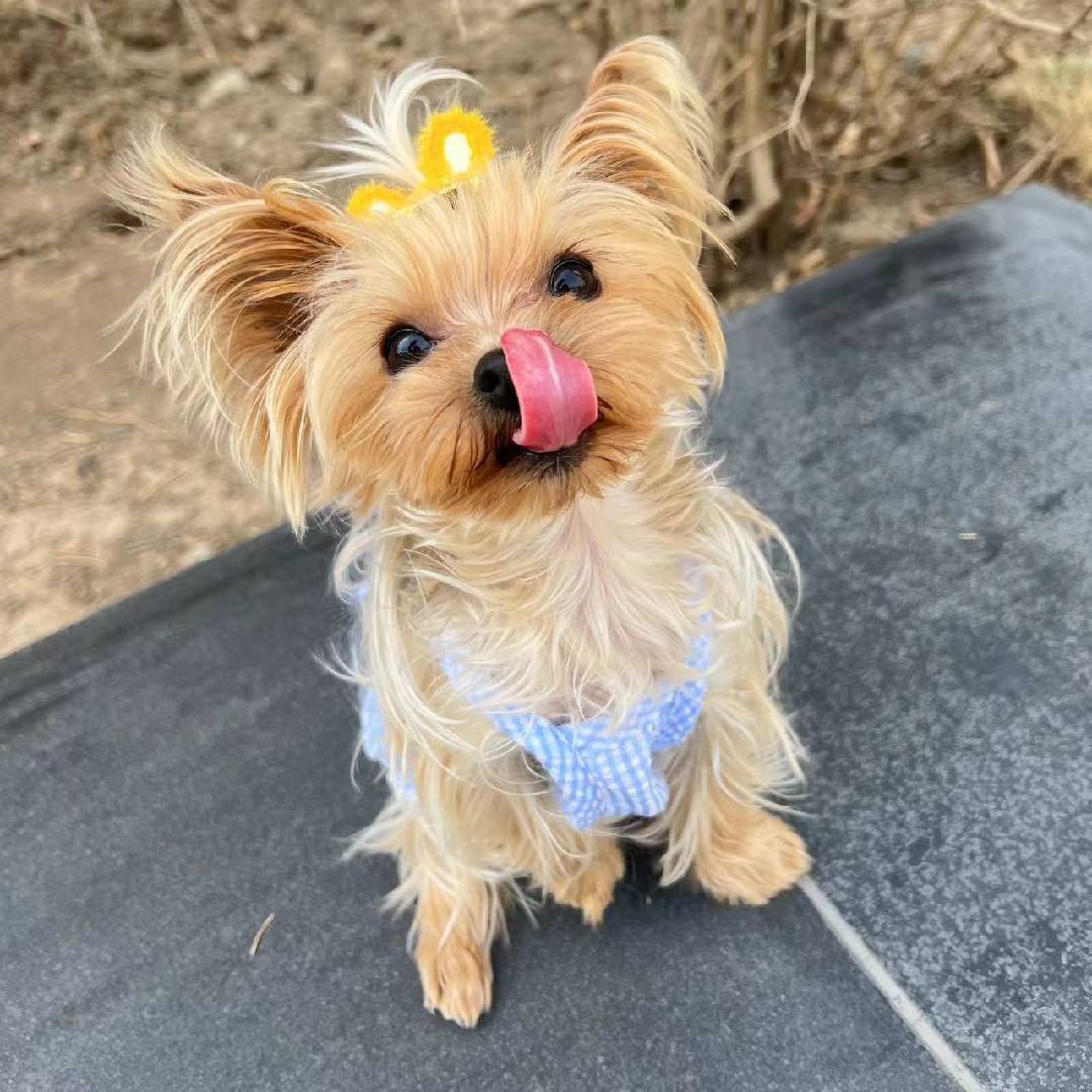 毛豆豆和大秋哥