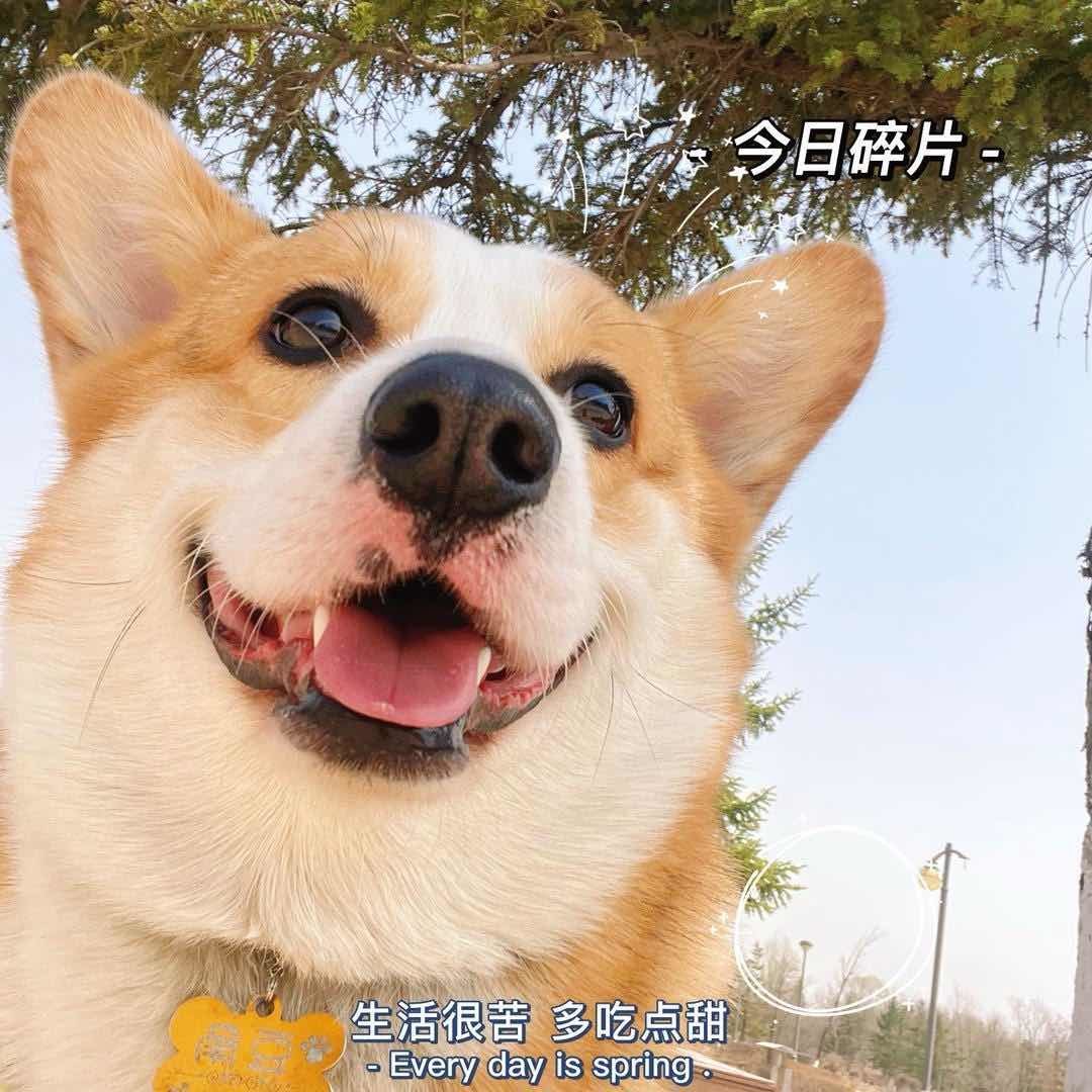 小肥猪豆角