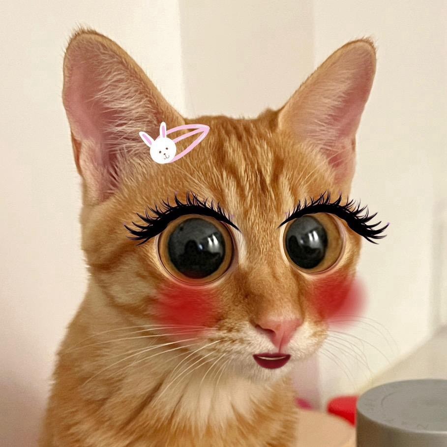 两个人是只猫