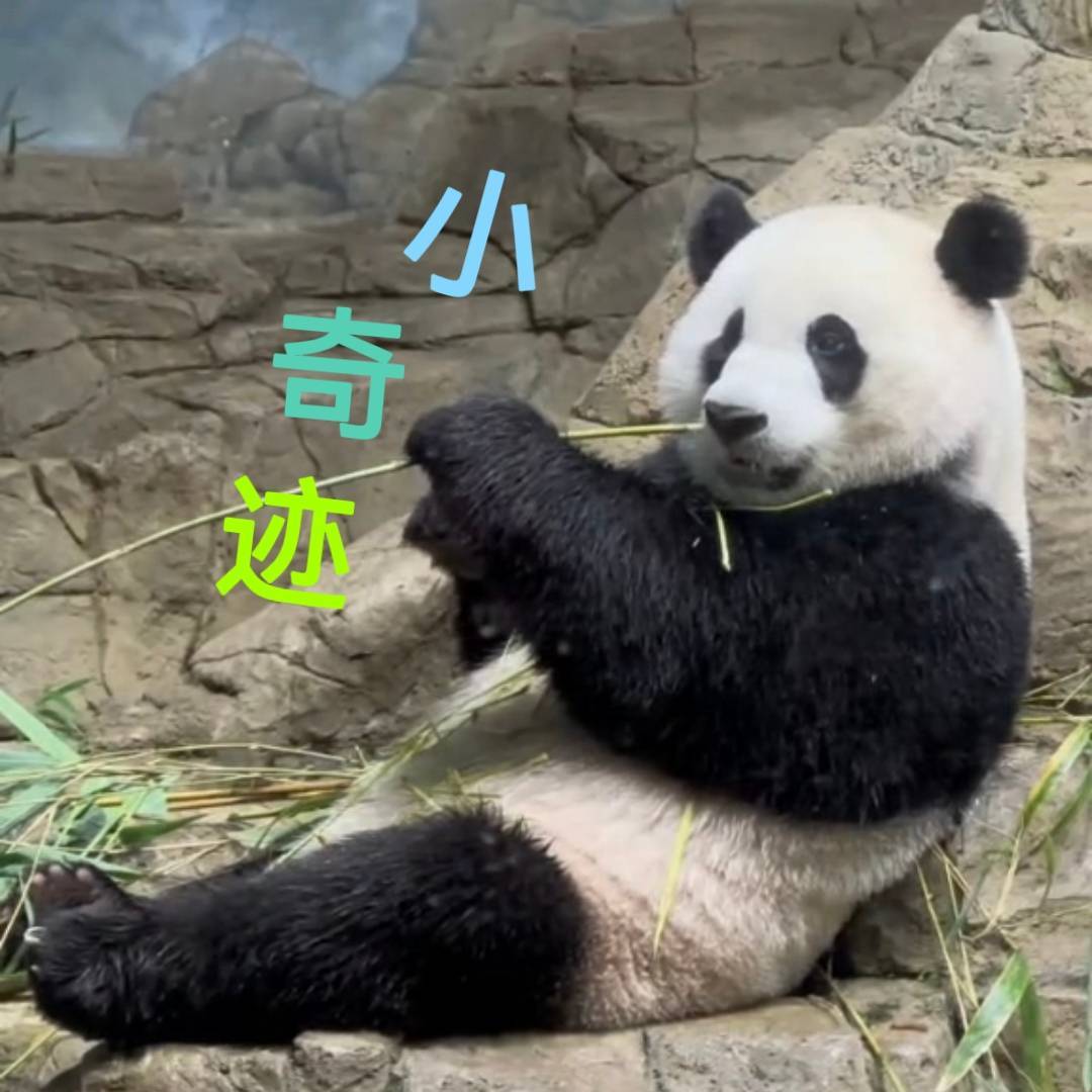 Panda宝贝.