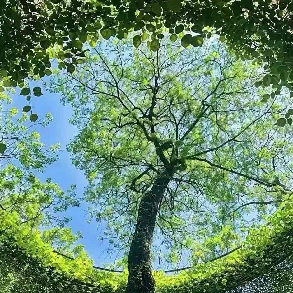 树们的朋友