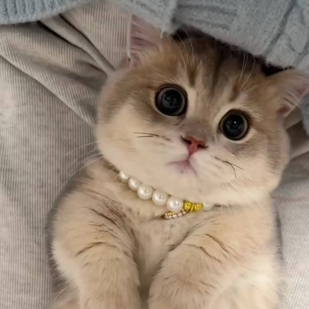 御膳房猫饭局