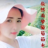 依然有梦葡萄苗