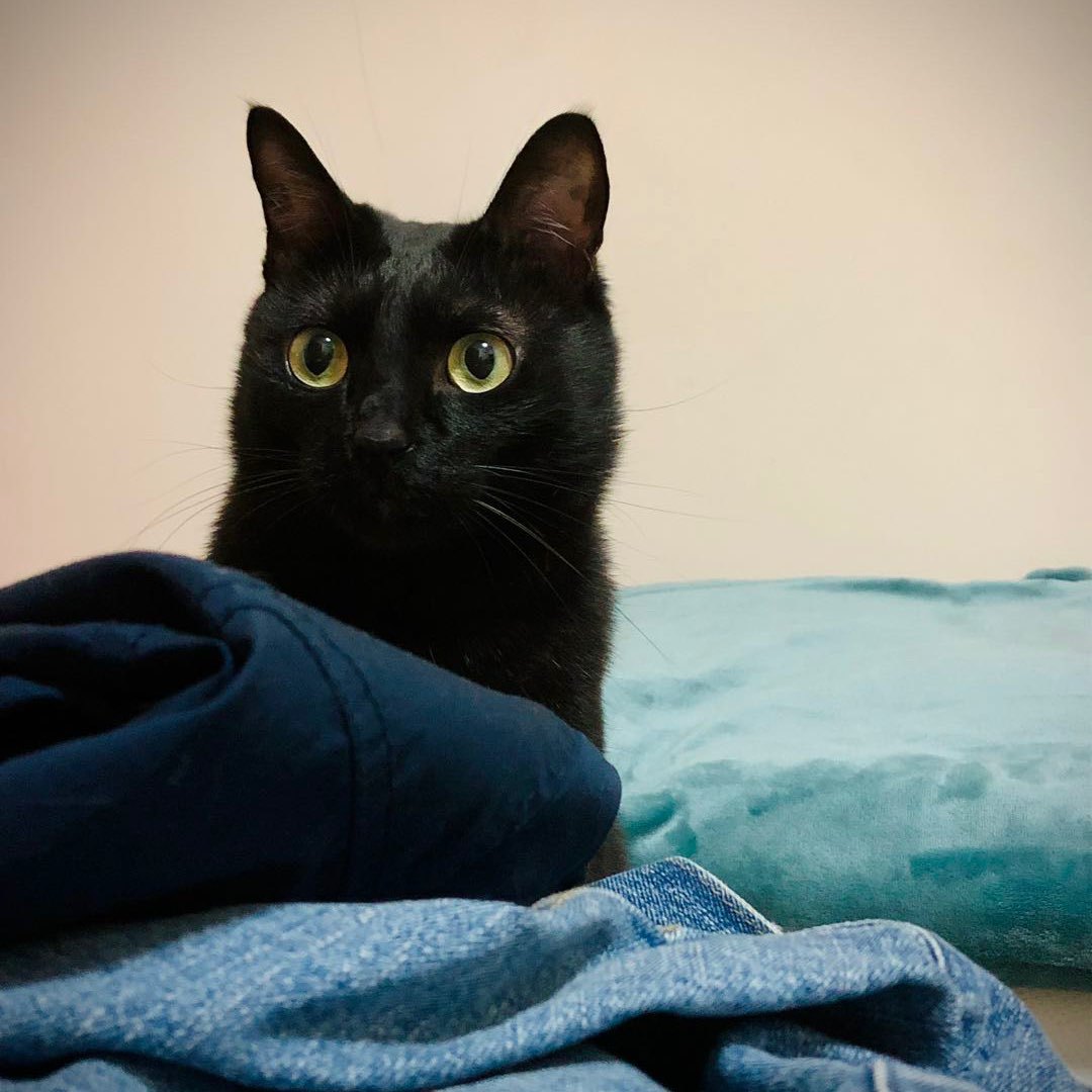 磨叽是只猫.