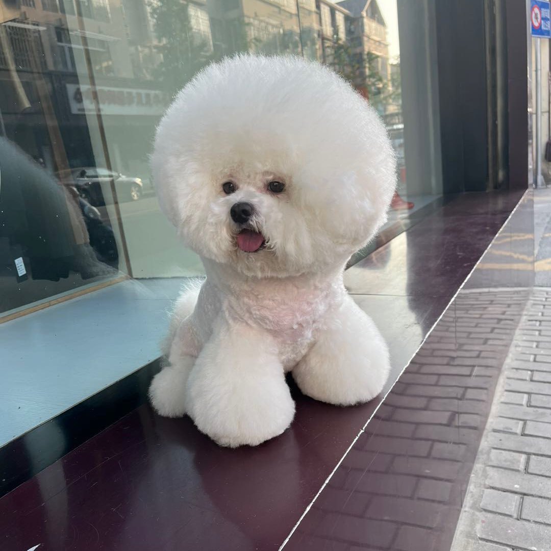 大头Q呀
